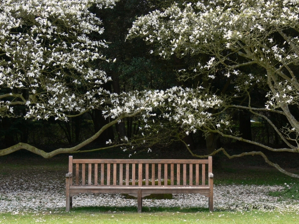 Le Bois des Moutiers (4) avril 2012
